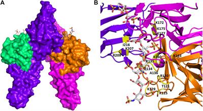 Frontiers | Glycosaminoglycan-Protein Interactions and Their Roles 